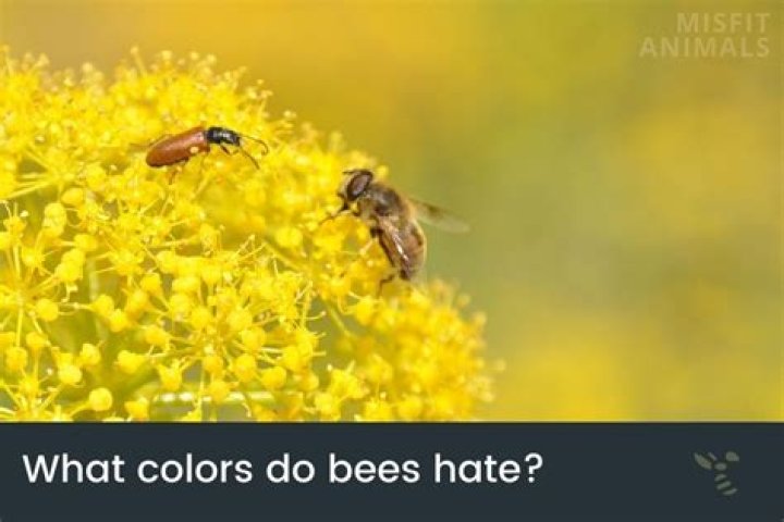 Do bees hate the color red?