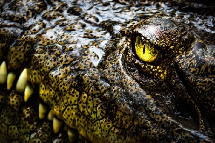 Do crocodiles feel fear?