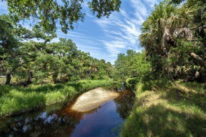 Is Florida a rainforest?
