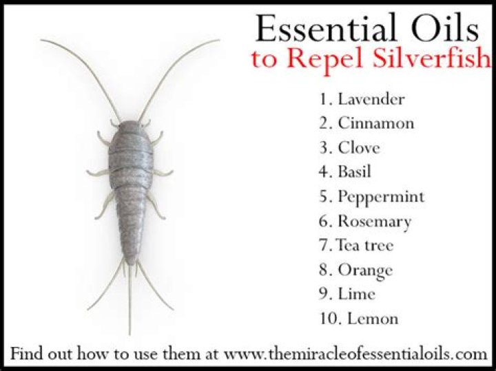 What essential oils keep silverfish away?